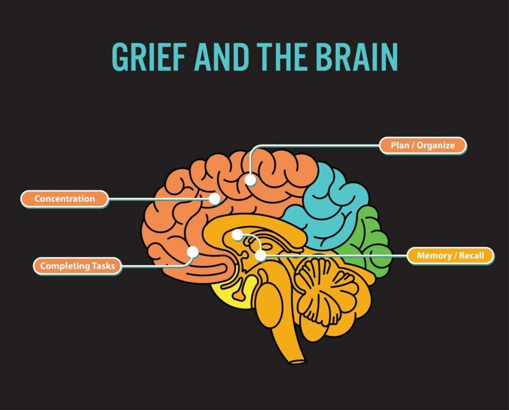 Grief and the brain
